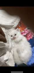 Persian kitten 1.5 months old mother imported from mumbai