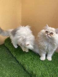 Persian kitten male