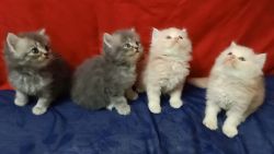 Persian kittens available in Chennai