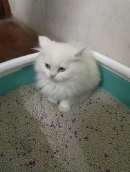45 days old Snow White Blue Eyes Persian Kitten for Sale in Jaipur