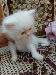 Persian cat 3Male kitten