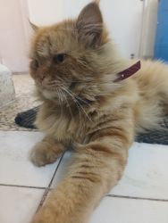 We have perssiun cat Goldy looking for someone who can take care of go
