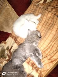 White and grey male cat's available