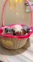 Persian kitten for Sale