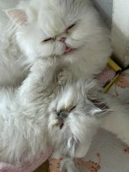 adorable persian kittens