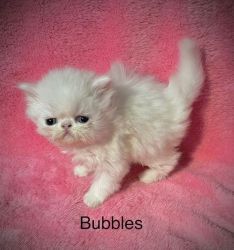 Adorable Persian Kittens For Sale, CFA-Reg.
