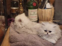 Rare Silver Chinchilla Persians AKA the Fancy Feast Cat