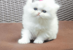 Stunning Persian Kittens For Sale