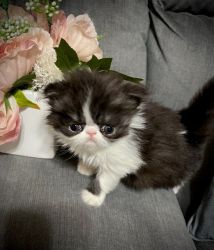 Adorable Male Persian Kitten For Sale, CFA-Reg