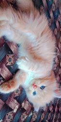 Persian 2 female kitten available