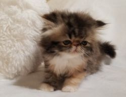 CFA Persian kitten