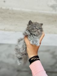 Pure triple cotted grey female cat 40 day