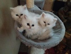 Persian kittens available now