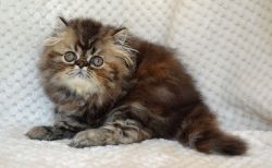 CFA Brown Patch Tabby Persian