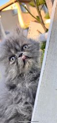 Persian kitty