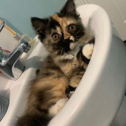 home raised persian kittens available