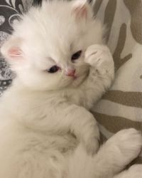 white perisna kittens for adoption
