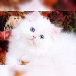 White Persian babies available