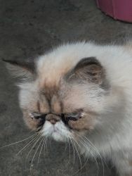 Puch face male cat treepal cot have bone