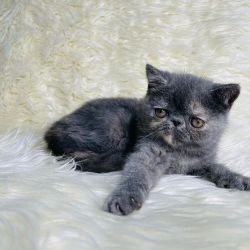 Beautiful persian Kittens available