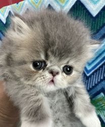 Purrrfect Persian kittens