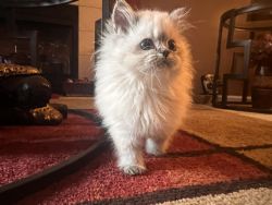 Persian/British Shorthair kitties