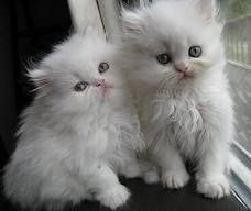Full persian kittens