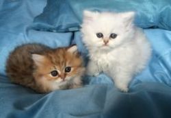 5 gorgeous Persian kittens