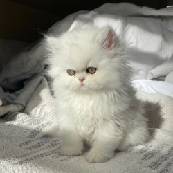 Active Doll Face Persian Kittens