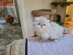 Persian Himalayan Kitten