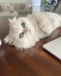 Female Doll Face Persian Kitten with Irresistible Charm