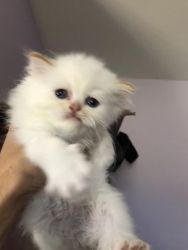 Tcup Persian Kittens For Sale