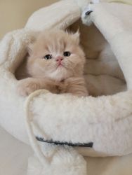 Boys & Girls Persian Kittens For Sale