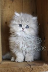 Cute Persian kitten available in New York City.