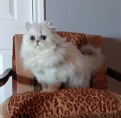 Cfa registered Persian Kittens