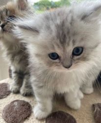 Persian chinchilla Kittens