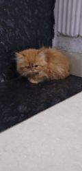 Persian cat ginger colour