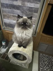 Male and female Persian cats