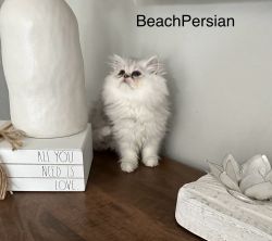 Adorable persian female