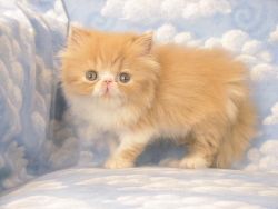 Genuine Tica Registered Pedigree Maine Coon Kitten