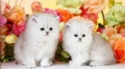 Persian kittens for free