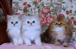 Beautiful and affectionate Persian Kittens