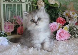 Beautiful and Lovely looking Persian kittens