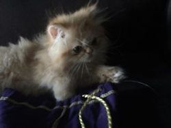 Persian Kitten Ready for Adoption