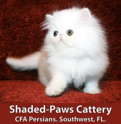 White Persian Male Kitten - CFA Reg.
