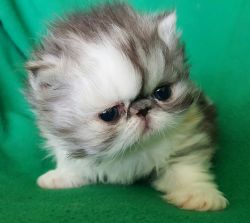 CFA Persian Kitten