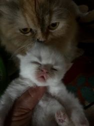 Persians Kittens
