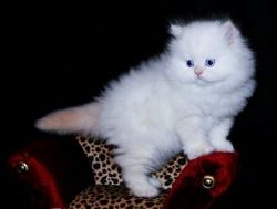 Snow white Persian kittens(xxx) xxx-xxx1