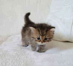 Adorable Persian Kittens available