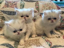 Persian kittens- one bi colored eyes